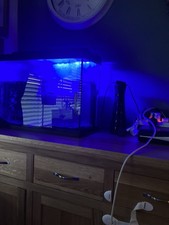 FISH TANK +  ACCESSORIES 70 Ish Ltr