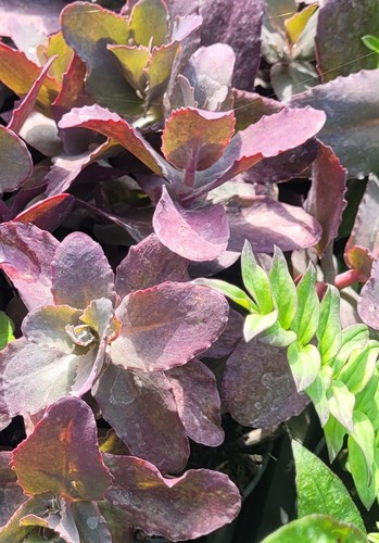 Sedum purple emperor - purple,