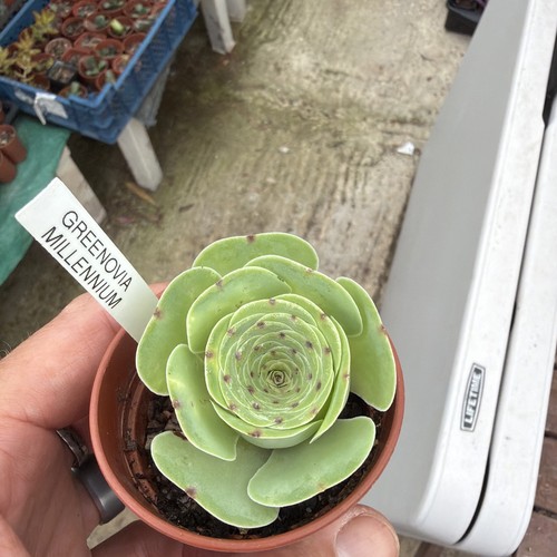 Aeonium greenovia mountain