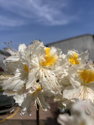 Deciduous azalea snow - deciduous,