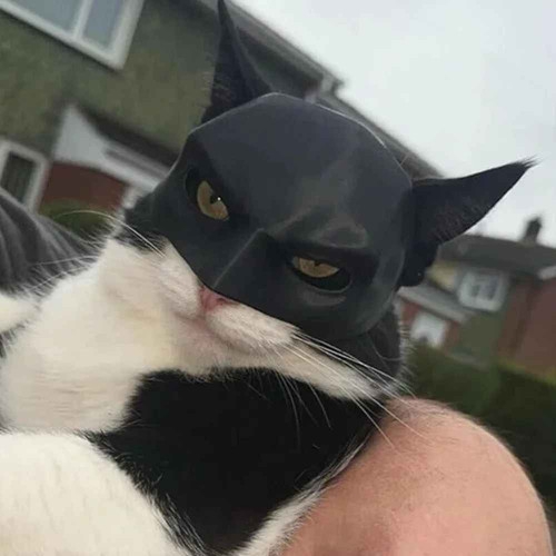 Black cat bat - cat, mask