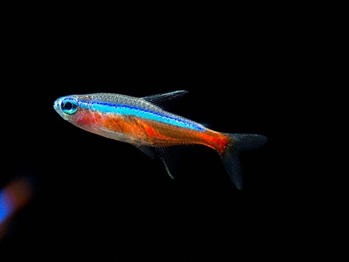Cardinal tetra paracheirodon - cardinal, (paracheirodon