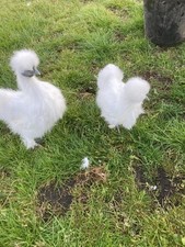 6 X White Silkie