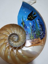 Polished Natural Nautilus