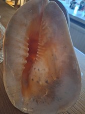 Large Queen Horned Helmet 'Cassis cornuta' Conch Sea Shell Ornament Curiosity 