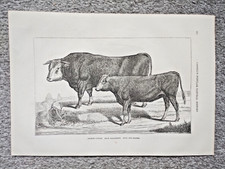 French cattle race alsacienne - french,