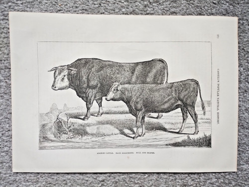 French cattle race - cattle,,