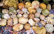 5lbs+ Of Ky Geode Rocks. Bust