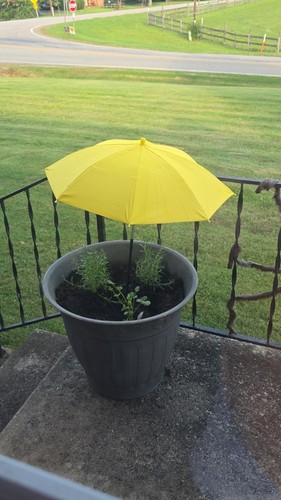 Inches plant umbrella sun - inches,