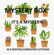 10x Assorted House Plant Cutting Box -  Healthy Rooted/Unrooted Cuttings