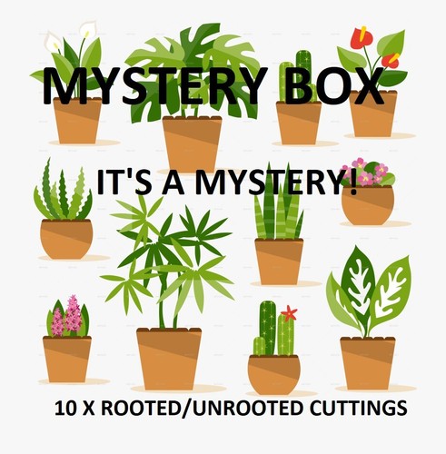 10x assorted house plant - house,