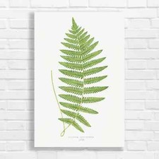 Botanical Fern Leaves Canvas