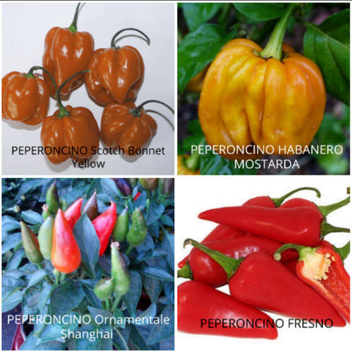 100 seeds chili peppers - 100,