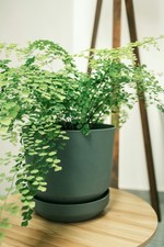 Maidenhair Fern Established