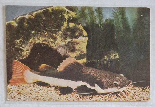 Postcard redtail catfish in - catfish,