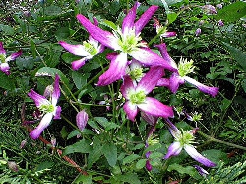 Very healthy triternate - x,