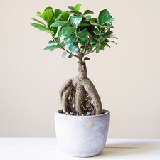 Decorative Indoor Bonsai