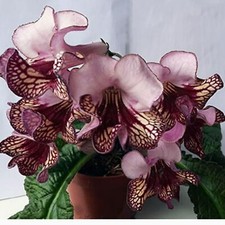 Streptocarpus
