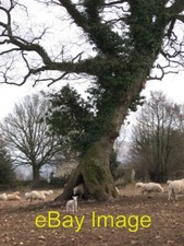 Photo 6x4 Lambing season Note