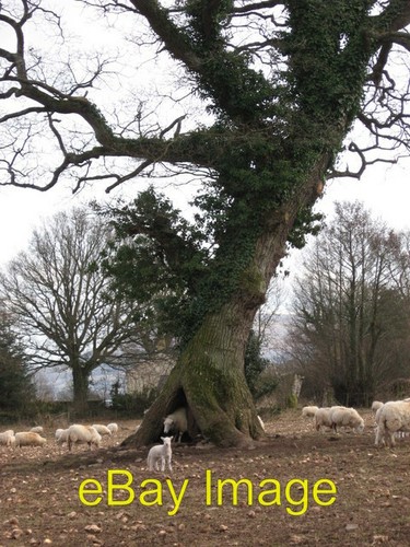 Photo 6x4 lambing season - lambing,