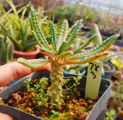 Dorstenia gigas bullata - dorstenia,