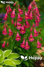 Oriental Foxglove - 300 Seeds - Rehmannia Angulata - P1 Perennial Flower