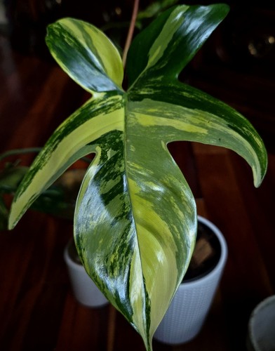 Rare philodendron florida - philodendron,