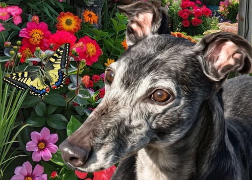 Greyhound lurcher - ,,