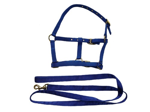 Mini headcollar lead rein - headcollar,