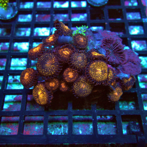 Wysiwyg zoas colony - zoas,