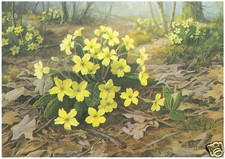 M. Forestier - Primroses -