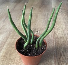 Sansevieria cylindrica