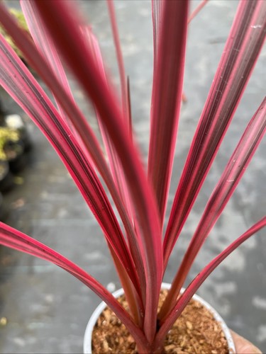 Cordyline salsa pink - cordyline,