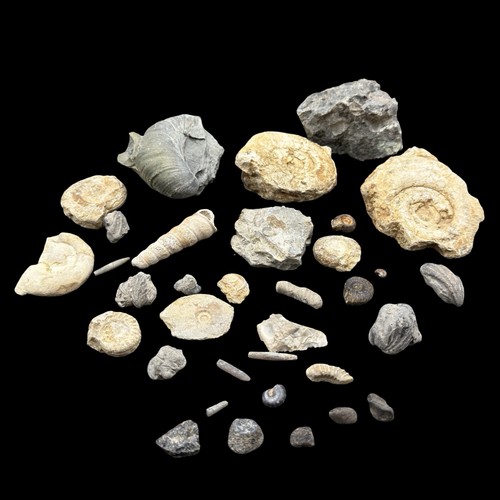 1kg british fossil mix - mix, 34