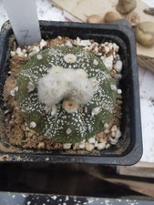 Astrophytum asterias
