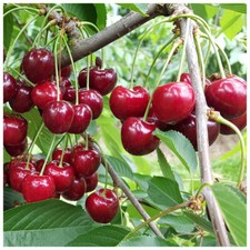 Morello Cherry Tree 4-5ft