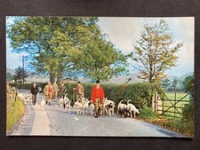 Fox Hounds in Lakeland