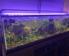 ClearSeal 140L Aquarium Full Setup, Inkbird, & Cabinet With RARE INHABITANTS.