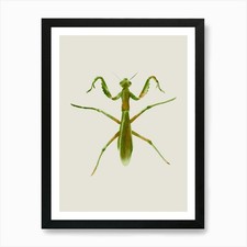 Praying Mantis Art Print