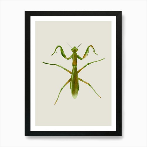 Praying mantis art - praying,