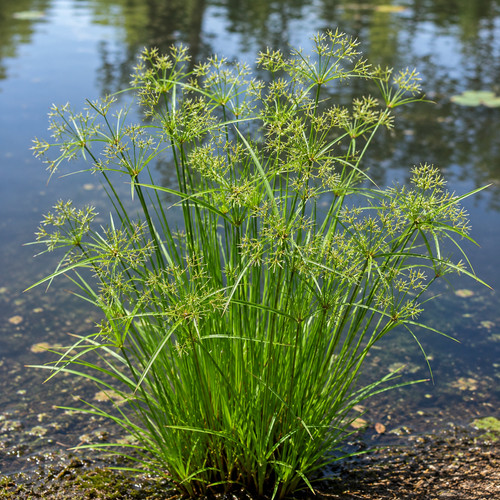 Cyperus eragrostis pond plant - eragrostis,