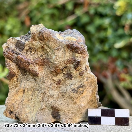 Fossil jaw section block - section, in