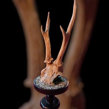 Real Deer Skull Cap Antler