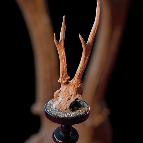 Real deer skull - deer,