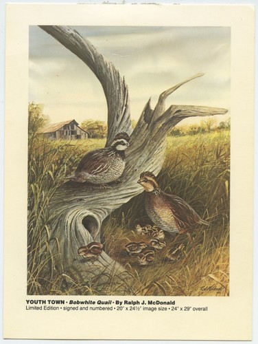 Bobwhite quail ralph j - bobwhite, by