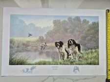 Water Sports Springer Spaniel by Nigel Hemming