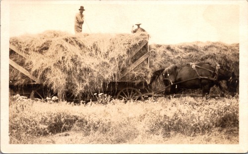 Farm harvest horse drawn hay - harvest,