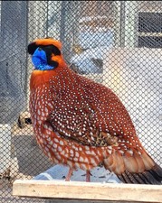 2 Temmincks Tragopan