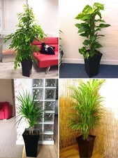 1 Large Indoor Tree @ Milano Gloss Pot Office House Conservatory Floor Plant