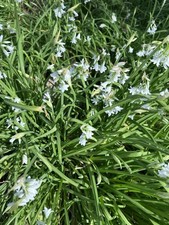 Three Cornered Leek Plants